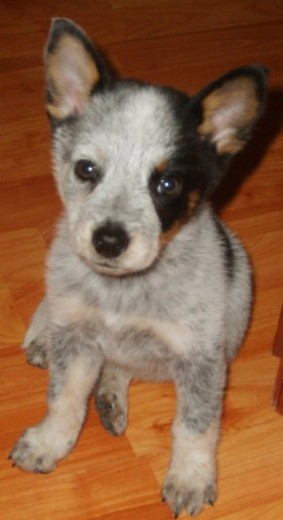 Max a los 2 mesessiempre atento Max a los 2 mesessiempre atento